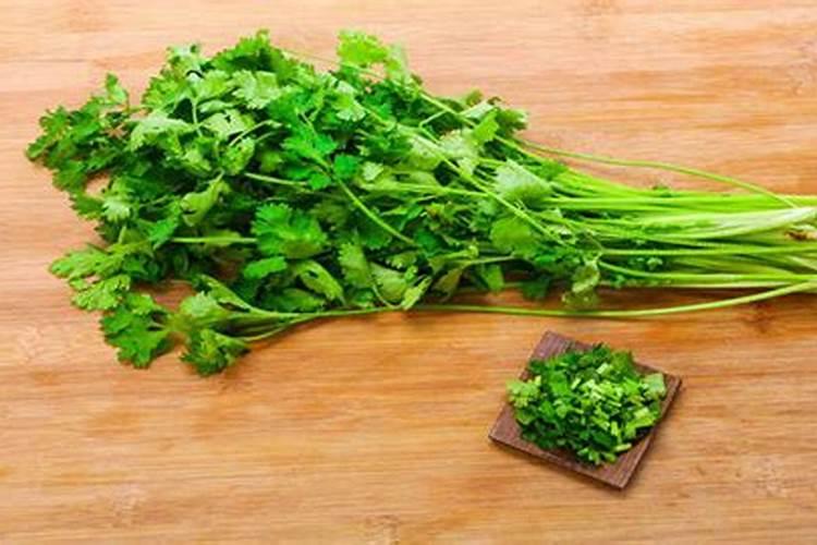 怎么能让香菜快速变绿发亮？生长的更好一些