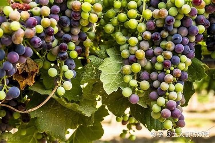 葡萄膨大期施什么肥