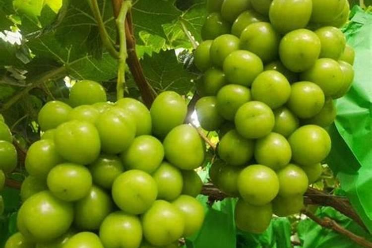 葡萄膨果期用什么肥料