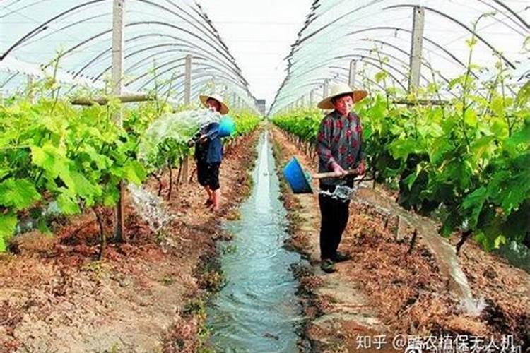 农作物追肥方式有哪些,哪种方式比较好