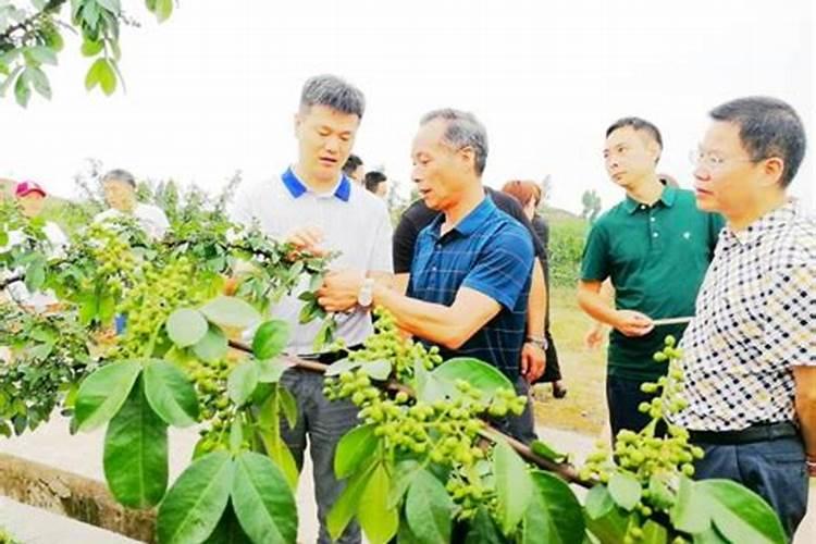 花椒树怎样施肥关理