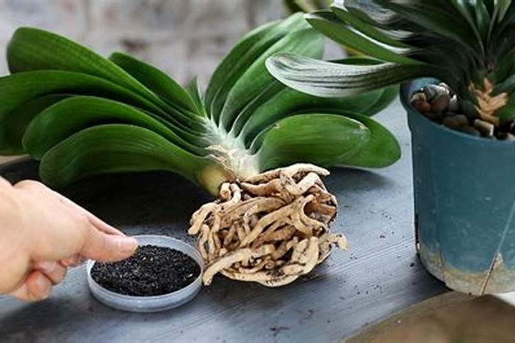 君子兰什么时候施肥？