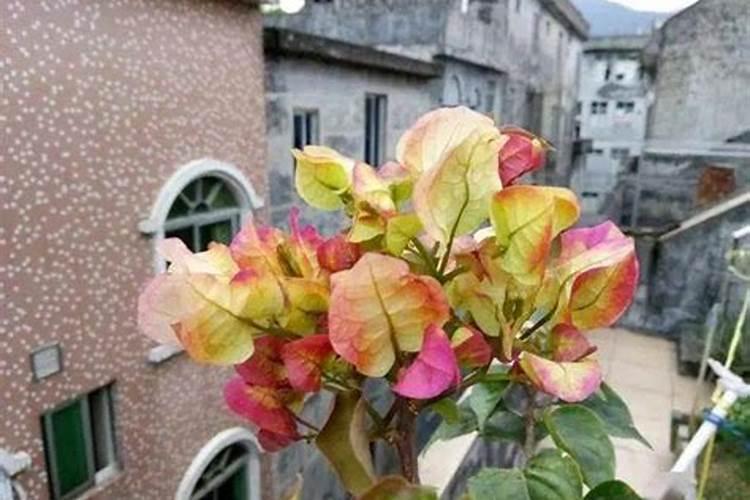 三角梅浇什么肥最好