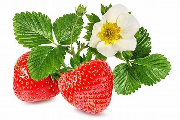 甜宝草莓花期是否可以冲施高磷肥？