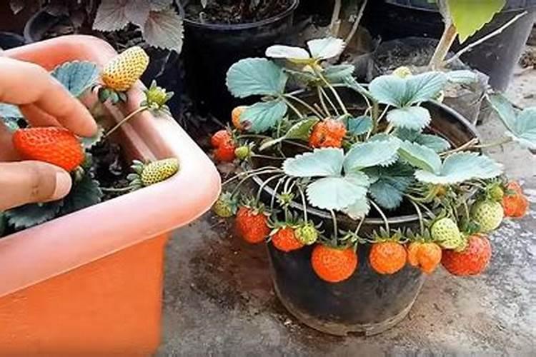 草莓如何施肥,自家种的草莓怎么管理？