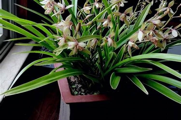 夏天如何养殖兰花年底开花就稳了