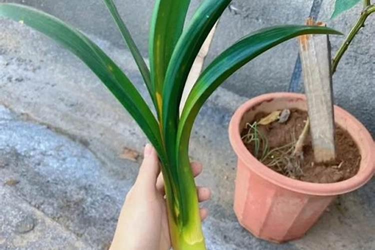 君子兰可以用奥绿多了烧根吗