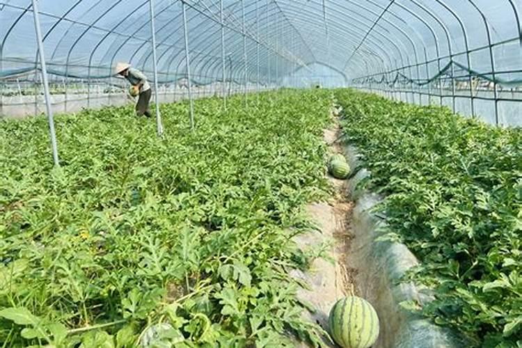 大师,大棚西瓜长苗不长瓜,我该如何处理？谢了