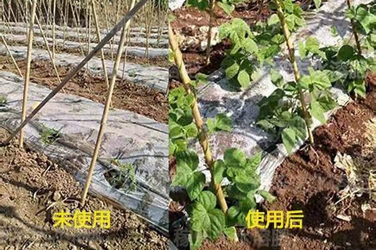 种菜用什么肥料对人体无害