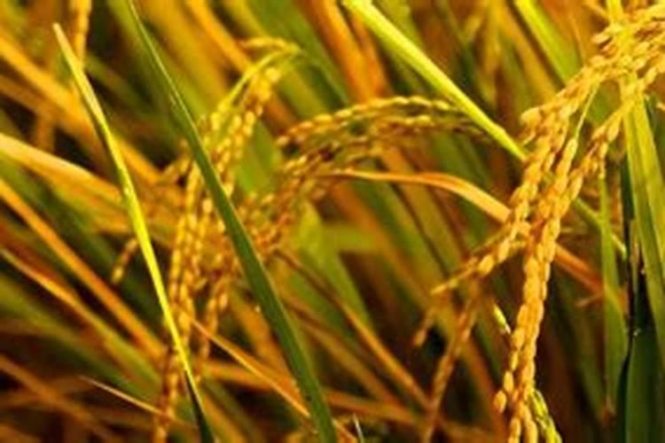 水稻苗不生新根怎么办