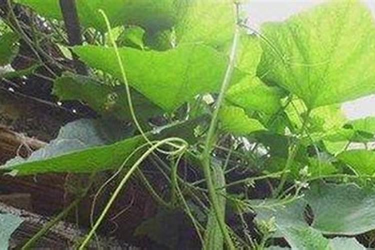 丝瓜开花了还能施氮肥吗？