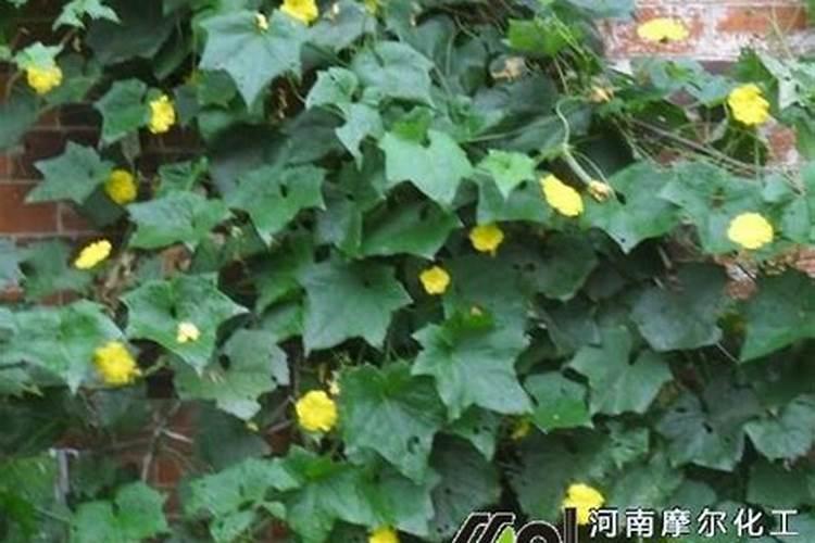 丝瓜开花不结果怎么回事