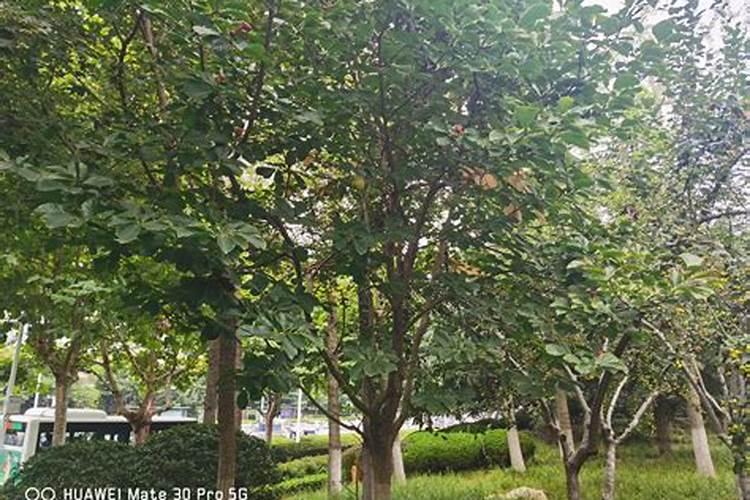 玉兰花的养殖方法和注意事项有哪些