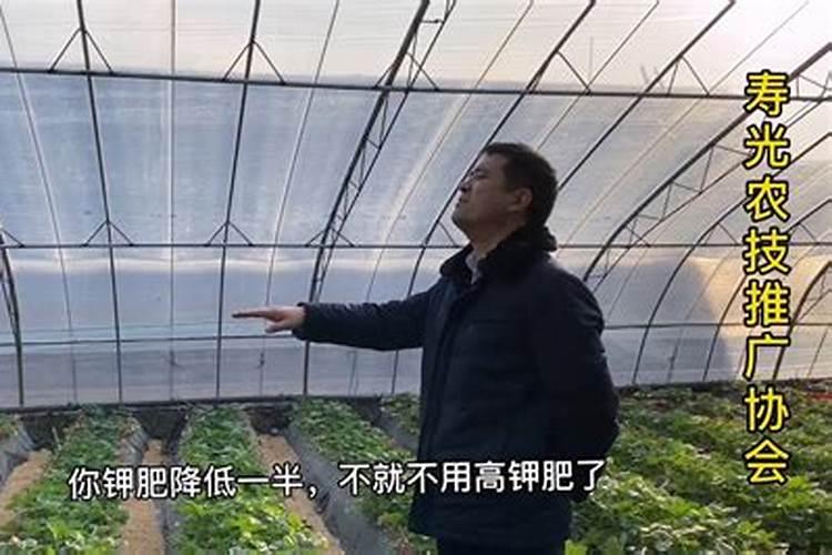 草莓高钾肥的使用方法