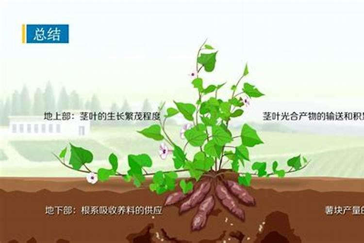 锌营养与甘薯生长发育有哪些联系？