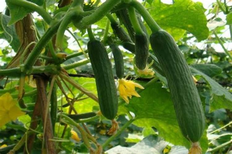 黄瓜忌什么肥
