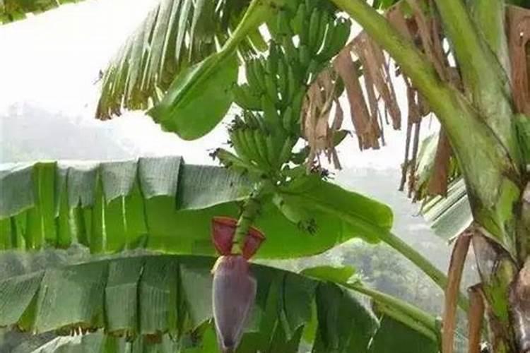 香蕉迟抽蕾怎么办 管理要点简介
