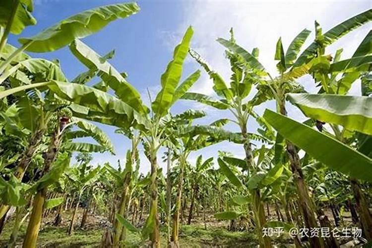 香蕉什么时候用叶面肥