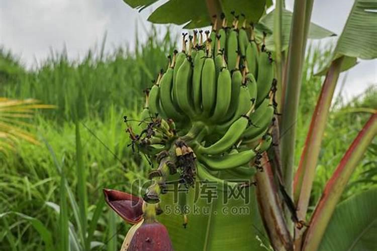 促进香蕉开花最有效的方法有哪些？