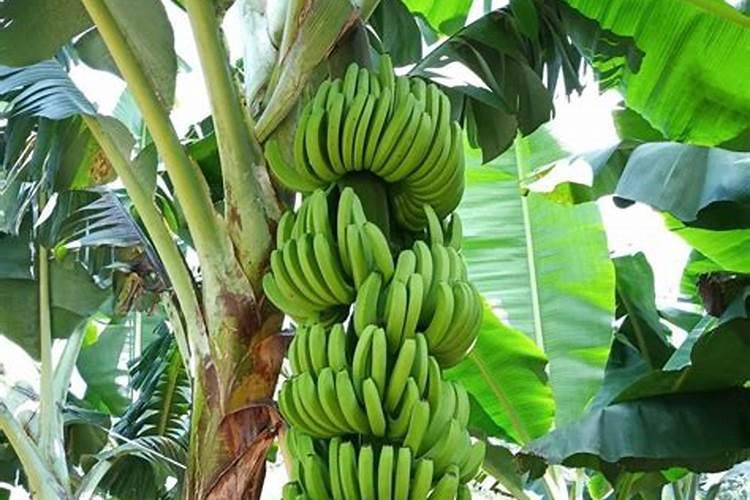 香蕉挂果的时候用什么肥料最好？
