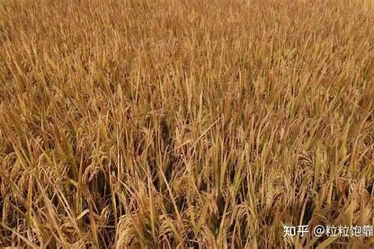 高温打叶面肥补救措施