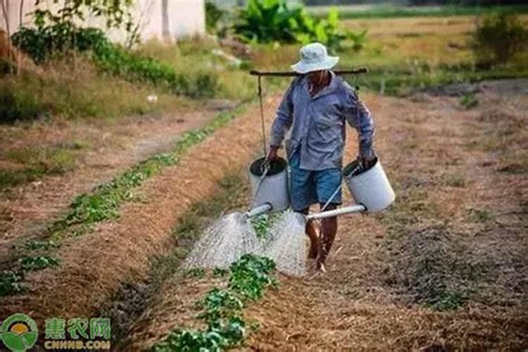 10度以下能打叶面肥吗 叶面肥有哪些