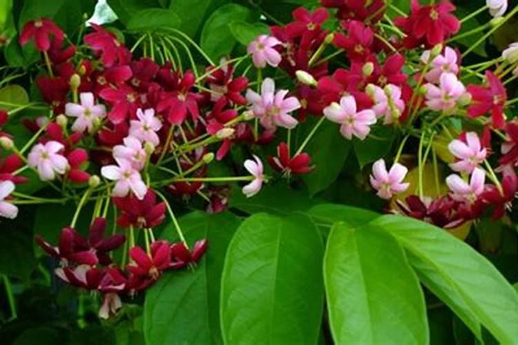 使君子的养殖方法和注意事项