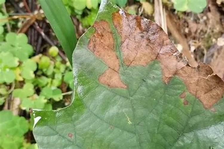 荷叶发红缺少什么肥料