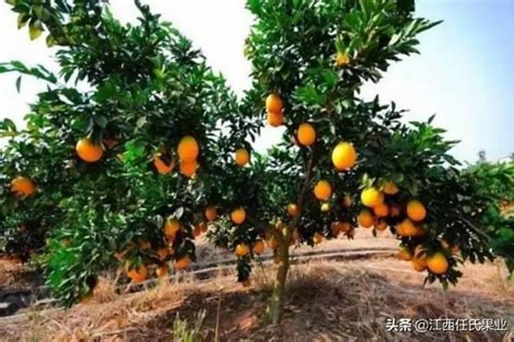 一年的脐橙树怎样施肥？