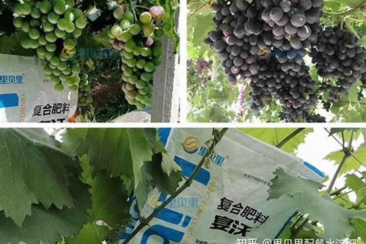 阳光玫瑰葡萄转色期到成熟期该用什么肥？