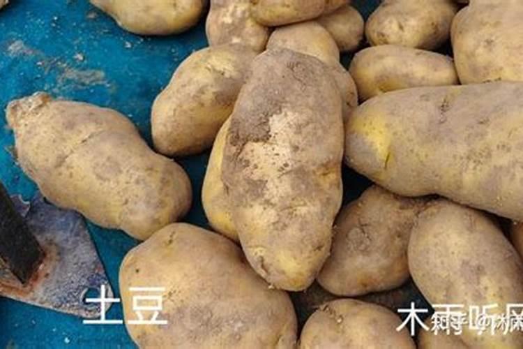 土豆开花后施什么肥料能提高产量