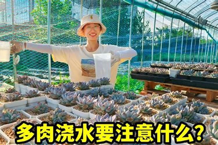 多肉控释肥用了后要浇水吗怎么浇？