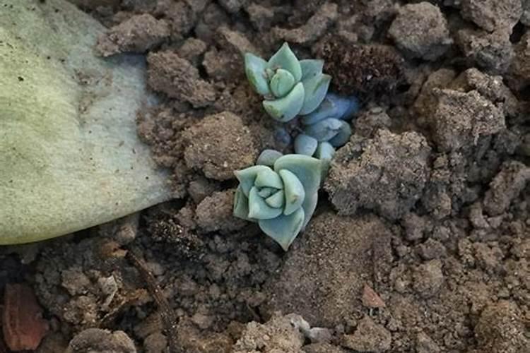 多肉植物长得太慢？2种肥料搭配使用,爆盆易如反掌