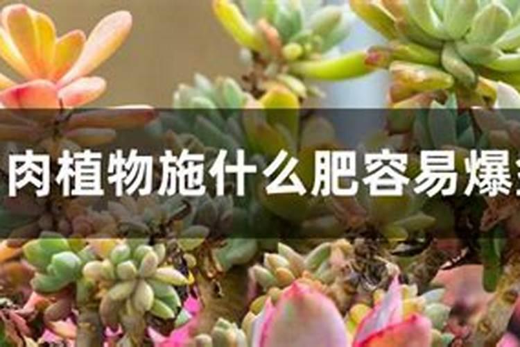 多肉植物施什么肥容易爆盆