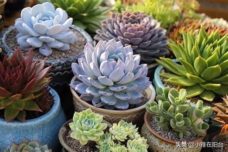 多肉植物怎么栽种