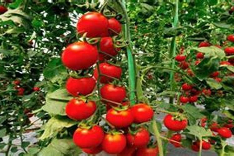 大棚番茄最全冬季施肥方案