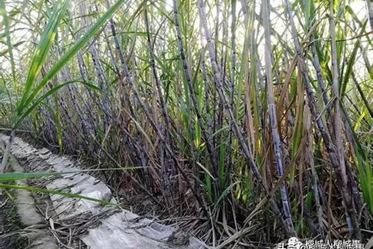 一亩甘蔗多少斤钾磷肥合适用？