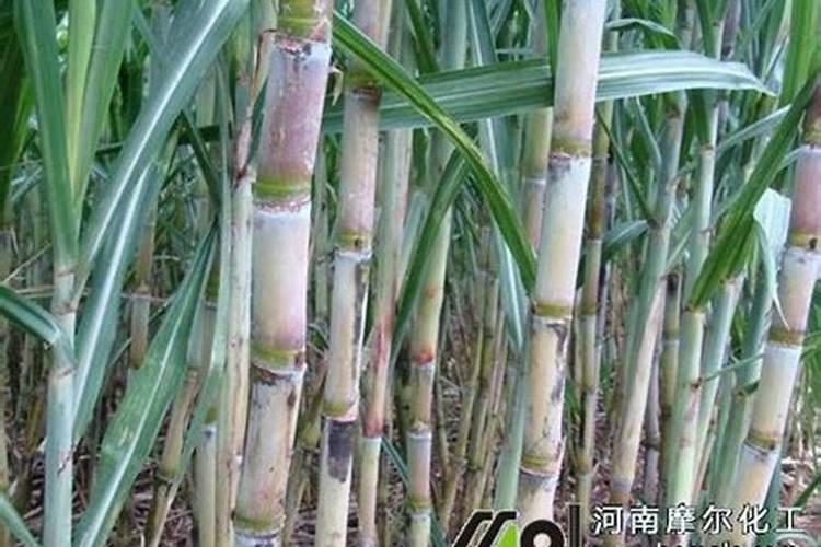 种甘蔗施什么肥料最高产？