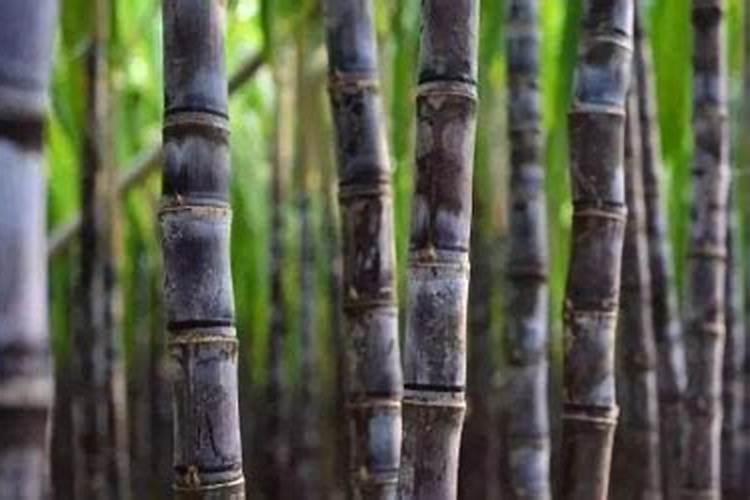 为什么甘蔗会带咸味