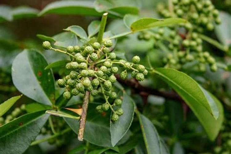 花椒在初果期如何合理施肥？