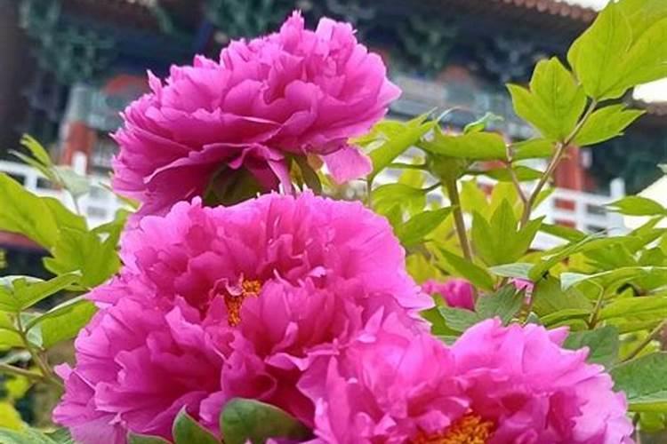 牡丹花正常生长期养护细节