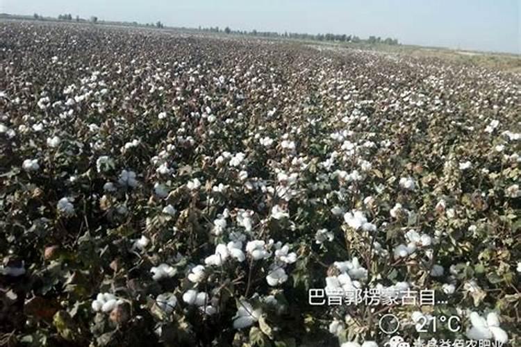 棉花想要高产应该如何施肥？棉花高产施肥技术!