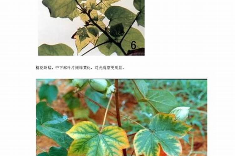 棉花缺素症缺磷症