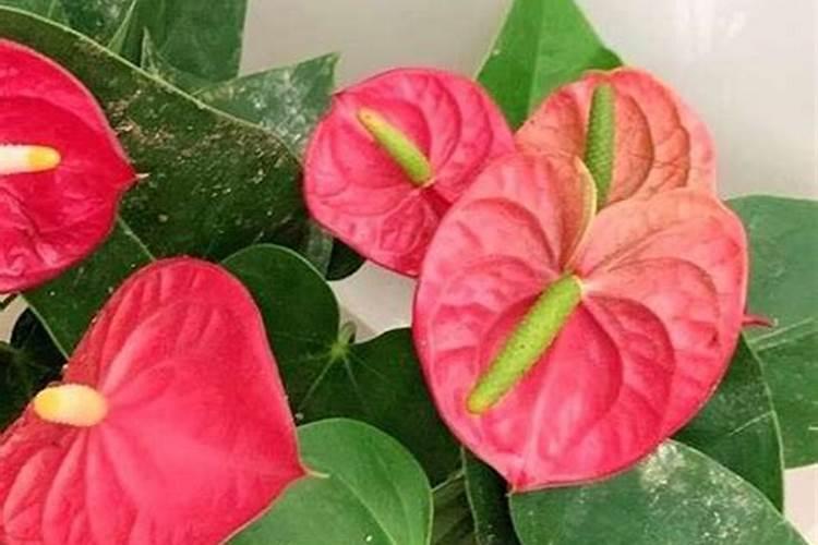 红掌花朵为什么会变绿 颜色发生一系列的变化