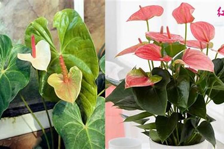 火鹤花的花为啥变绿了？咋治