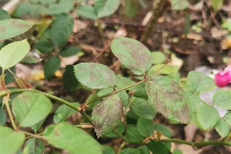 月季叶子黑了怎么办？