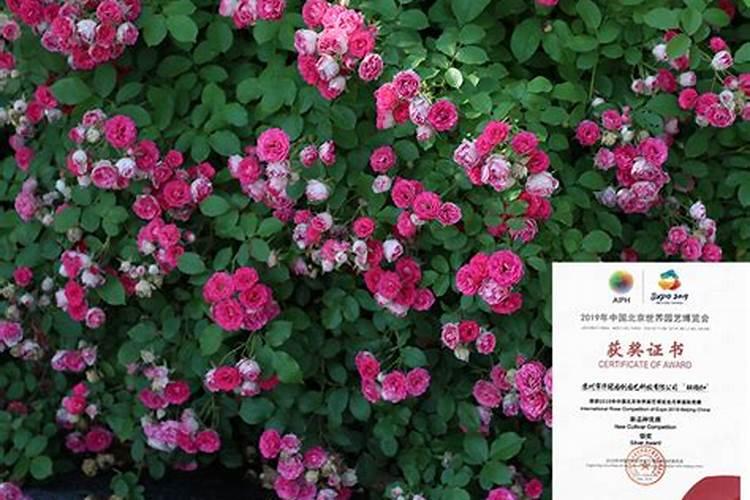 如何做到盆栽矮化的胭脂扣月季