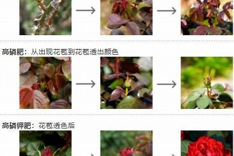 月季秋季施肥养护和注意事项