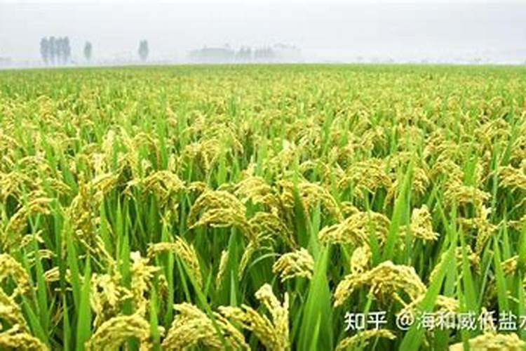 水稻高温可以施肥吗
