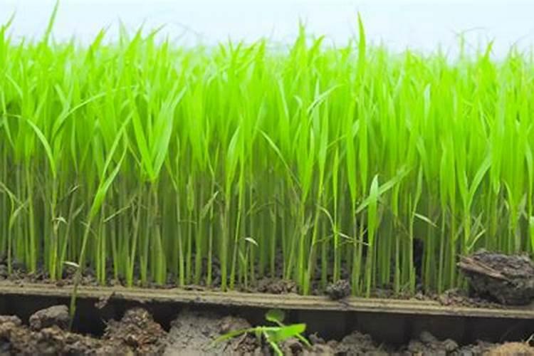 种水稻秧苗小能不能用碳氨？